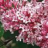 Syringa 'Bailbelle' (Tinkerbelle [TM]), flowers