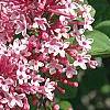 Syringa 'Bailbelle' (Tinkerbelle [TM]), flowers