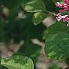Syringa 'Bailbelle' (Tinkerbelle [TM]), flowers