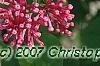 Syringa 'Bailbelle' (Tinkerbelle [TM]), flowers