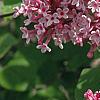 Syringa 'Bailbelle' (Tinkerbelle [TM]), flowers