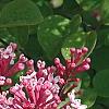 Syringa 'Bailbelle' (Tinkerbelle [TM]), flowers