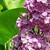 Syringa vulgaris 'Agincourt Beauty', flowers
