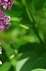 Syringa vulgaris 'Agincourt Beauty', flowers