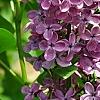 Syringa vulgaris 'Agincourt Beauty', flowers