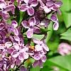 Syringa vulgaris 'Agincourt Beauty', flowers
