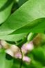 Syringa vulgaris 'Agincourt Beauty', flowers
