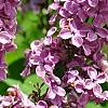 Syringa vulgaris 'Agincourt Beauty', flowers
