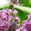 Syringa vulgaris 'Agincourt Beauty', flowers