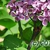 Syringa vulgaris 'Agincourt Beauty', flowers