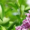 Syringa vulgaris 'Agincourt Beauty', flowers