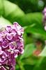 Syringa vulgaris 'Agincourt Beauty', flowers