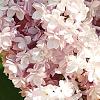 Syringa vulgaris 'Albert F. Holden', flowers