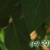 Syringa vulgaris 'Albert F. Holden', flowers