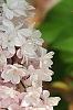 Syringa vulgaris 'Albert F. Holden', flowers