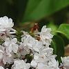 Syringa vulgaris 'Albert F. Holden', flowers