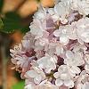 Syringa vulgaris 'Albert F. Holden', flowers