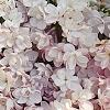 Syringa vulgaris 'Albert F. Holden', flowers