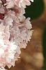 Syringa vulgaris 'Albert F. Holden', flowers