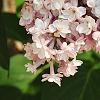 Syringa vulgaris 'Albert F. Holden', flowers