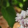 Syringa vulgaris 'Albert F. Holden', flowers