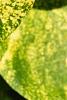 Syringa vulgaris 'Aucubaefolia', leaves