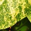 Syringa vulgaris 'Aucubaefolia', leaves
