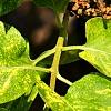 Syringa vulgaris 'Aucubaefolia', leaves