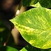 Syringa vulgaris 'Aucubaefolia', leaves