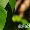 Syringa vulgaris 'Aucubaefolia', leaves