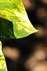 Syringa vulgaris 'Aucubaefolia', leaves