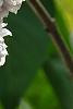 Syringa vulgaris 'Atheline Wilbur', flowers