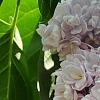 Syringa vulgaris 'Atheline Wilbur', flowers