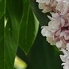 Syringa vulgaris 'Atheline Wilbur', flowers