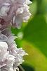 Syringa vulgaris 'Atheline Wilbur', flowers
