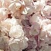 Syringa vulgaris 'Atheline Wilbur', flowers
