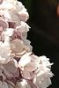 Syringa vulgaris 'Atheline Wilbur', flowers