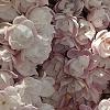 Syringa vulgaris 'Atheline Wilbur', flowers
