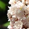 Syringa vulgaris 'Atheline Wilbur', flowers