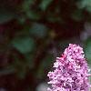 Syringa vulgaris 'Charlotte Morgan', flowers