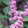 Syringa vulgaris 'Charlotte Morgan', flowers
