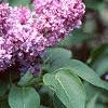 Syringa vulgaris 'Charlotte Morgan', flowers
