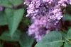 Syringa vulgaris 'Charlotte Morgan', flowers