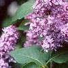 Syringa vulgaris 'Charlotte Morgan', flowers