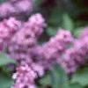 Syringa vulgaris 'Charlotte Morgan', flowers