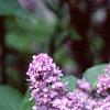Syringa vulgaris 'Charlotte Morgan', flowers