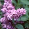 Syringa vulgaris 'Charlotte Morgan', flowers