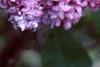Syringa vulgaris 'Charlotte Morgan', flowers