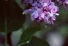 Syringa vulgaris 'Charlotte Morgan', flowers