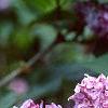 Syringa vulgaris 'Charlotte Morgan', flowers